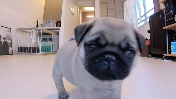 ماذا يفعل كلب البكيني الصغير عندما لا يكون صاحبه في المنزل؟ آمل ألا يفكّك البيت من أجلي! [تو فو باست