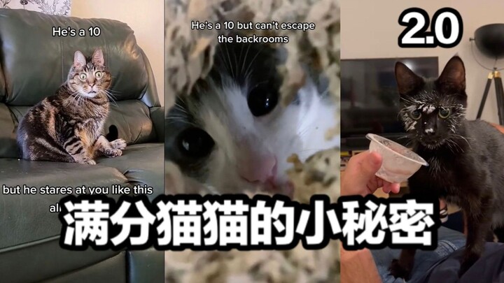 Rahasia Kecil Kucing Sempurna 2.0