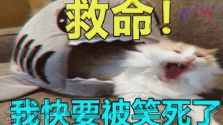 超沙雕！睡前千万别点进来，会笑到困意全无！