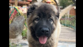The surprise everyone has been eagerly waiting for is actually a small Caucasian Shepherd Dog, and w