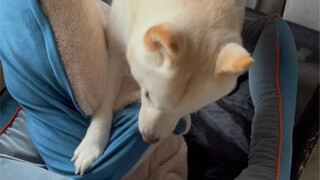 ابن أمي الكبير (النتيجة هي نفسها دائمًا)