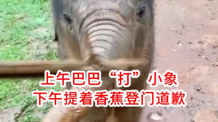 Sangat lucu 😁 Gajah kecil yang hidungnya diketuk buru-buru mencari ibunya～