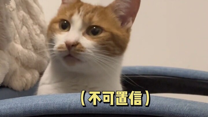 Cat: I hate photographers who don’t respect personal space!