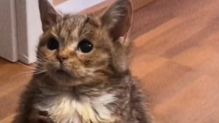 อู๋ๆๆ! มันน่ารักมากเลย!