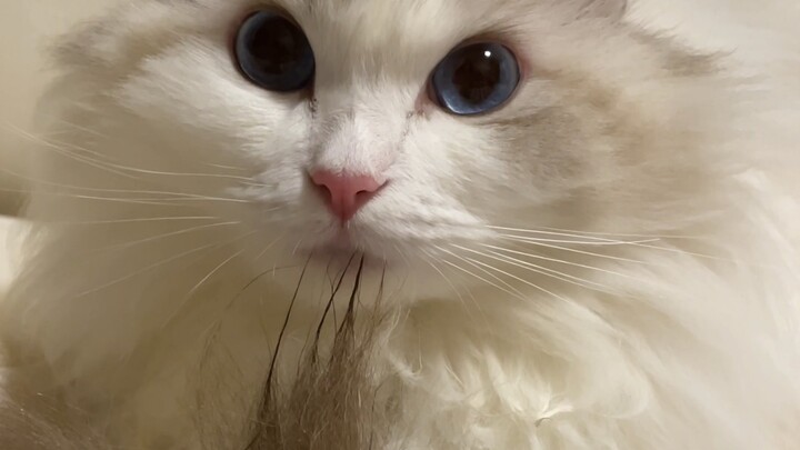 แล้วไงล่ะถ้าปากเราเต็มไปด้วยขน?