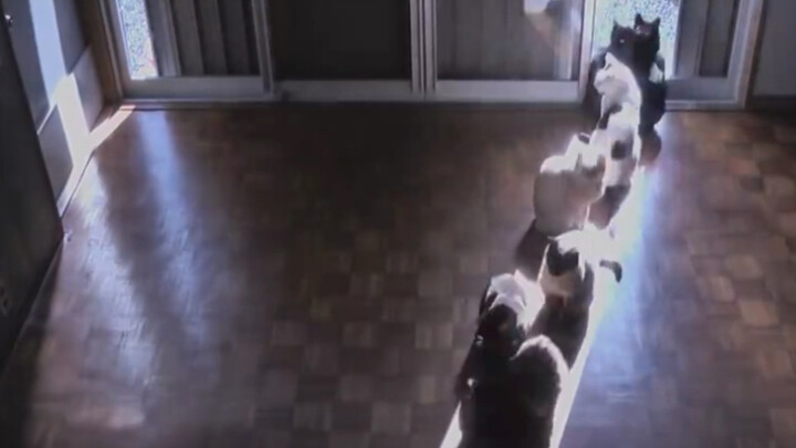 Một anh chủ mèo người Nhật dùng kỹ thuật time-lapse để ghi lại cảnh lũ mèo trong nhà cùng nhau tụ tậ