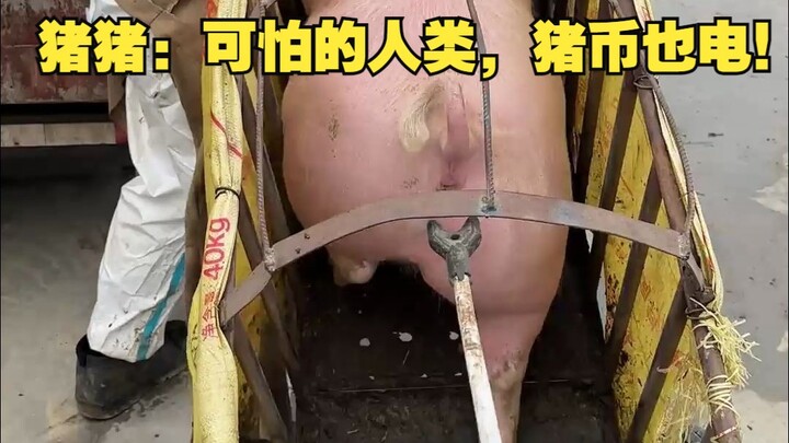 ZhuZhu: Scary humans—Pig Coins even get electrified!