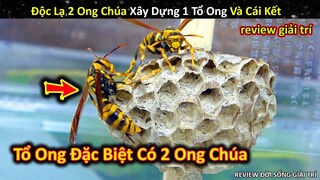 Tổ Ong Bắp Cày Có Đến 2 Ong Chúa Và Cái Kết Khó Tin || Review Giải Trí Đời Sống