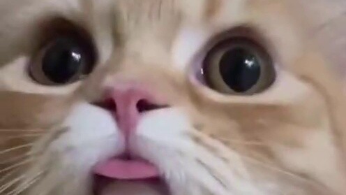 Chú mèo con bối rối khi cuộc trò chuyện video của cô với Cat Star bị con người chặn lại.