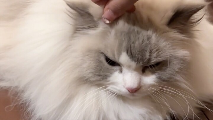 Fu Zhuzhu’s Revenge! Auntie’s Hair Is in Jeopardy～