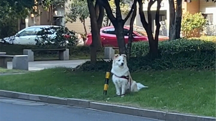 When the puppy doesn't want to run errands