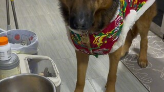 Anjing itu baru kali ini merasakan kerugian karena memiliki budaya