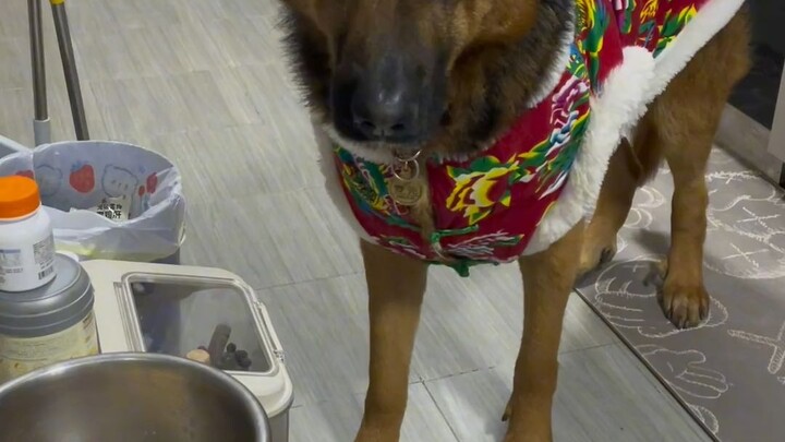 The doggy suffered a loss due to being cultured for the first time