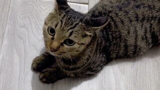 How long does it take to become good friends with a cat?