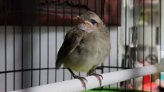 家里来了个小客人。前天下大雨的时候在电梯间里捡到的，羽毛都还没有长全。昨天买了个大鸟笼，还有活虫子和奶粉。小家伙足吃足喝足睡。等把它养到能飞了就把它放回大自然。