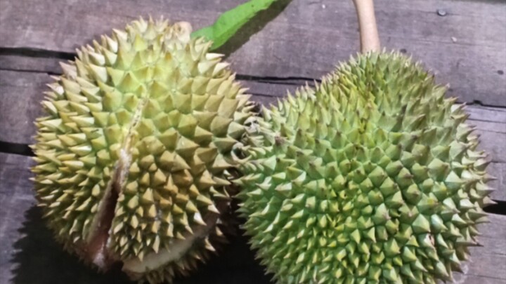 durian hijau