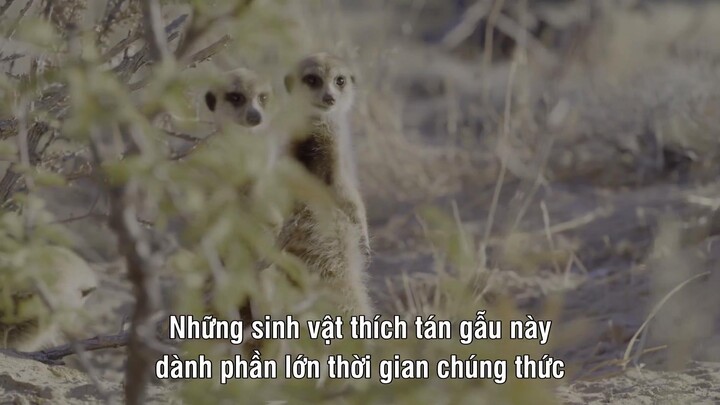 Âm Thanh Của Trái Đất - Earthsounds EP 07 [Sub Việt]