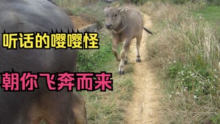 拥有一头听话的牛崽是什么体验？叫唤着朝你飞奔而来那一刻，心都要融化了···