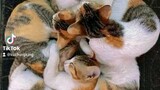 Very Cute Lovely Cat Pusa Kitten Meow Videos Here on Bilibili Asia