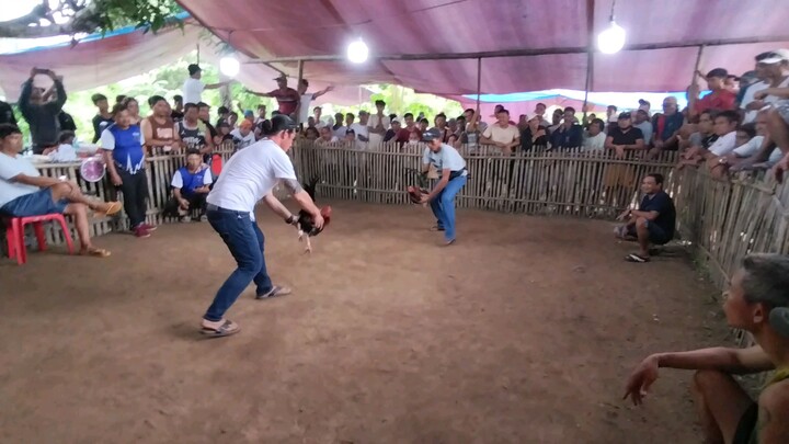 zt dom red 1x winner.. basic move