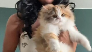 Why does this cat look like a specimen?