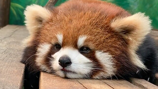 Kudengar kalian ingin memelihara panda kecil yang lucu. Kebetulan sekali! Aku juga ingin punya.