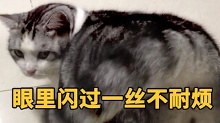 主人偶然发现家里最会撒娇的猫，居然是硬着头皮在营业！