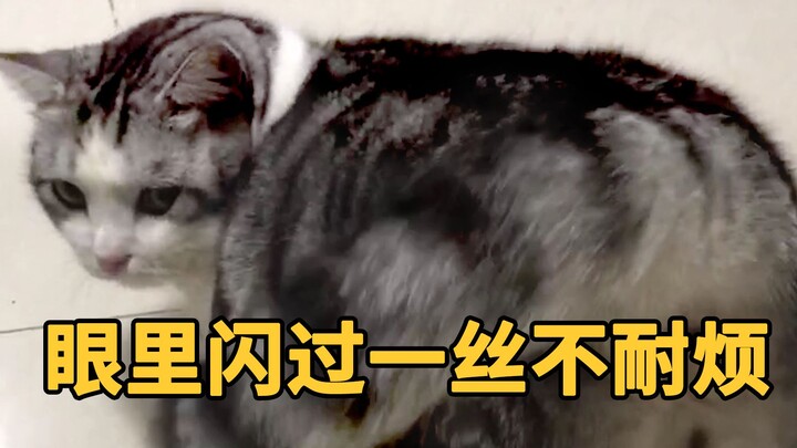 主人偶然发现家里最会撒娇的猫，居然是硬着头皮在营业！