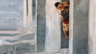 Stray dog was caught for stealing takeout