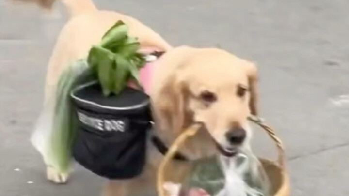 Phương pháp hữu hiệu nhất để đối phó với chó lớn là ăn mặc giống bà ngoại trong chuyện cổ tích, thêm