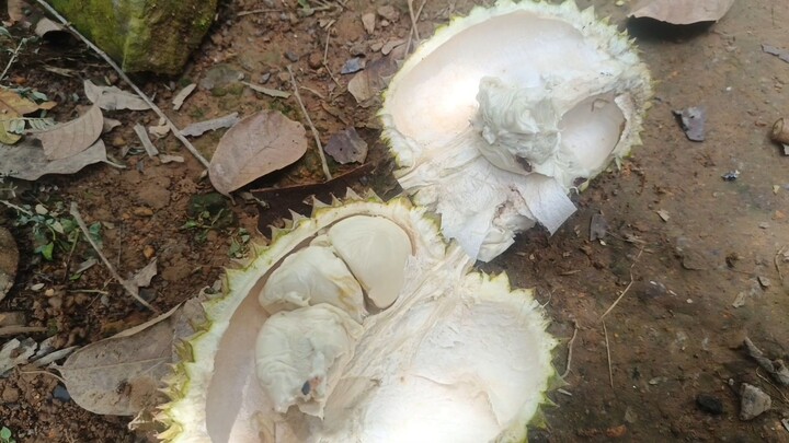 mari makan durian