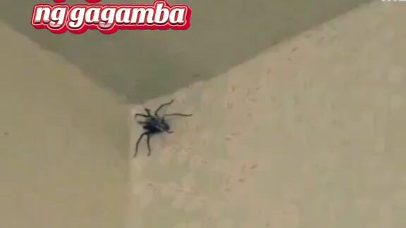 me pag nka kita ng gagamba