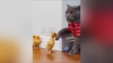 Chú mèo bất đắc dĩ xuhuong mnhat01 reviewphim mereviewphim phim film PhimMoi phimhay PhimHayMoiNgay fyp fypシ trending