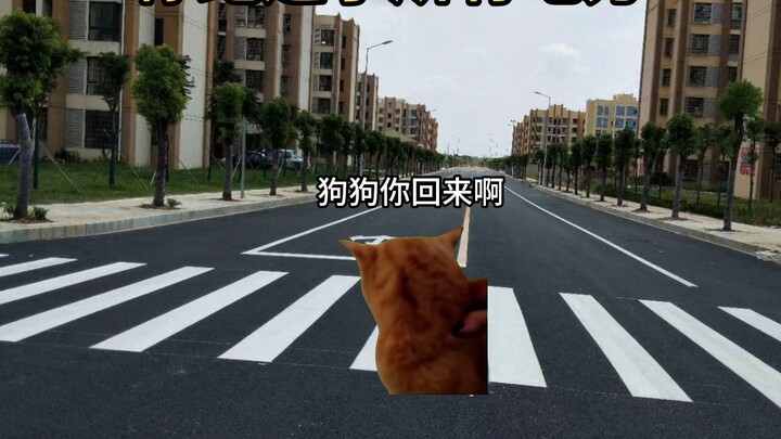 I'm going all out for the dog!