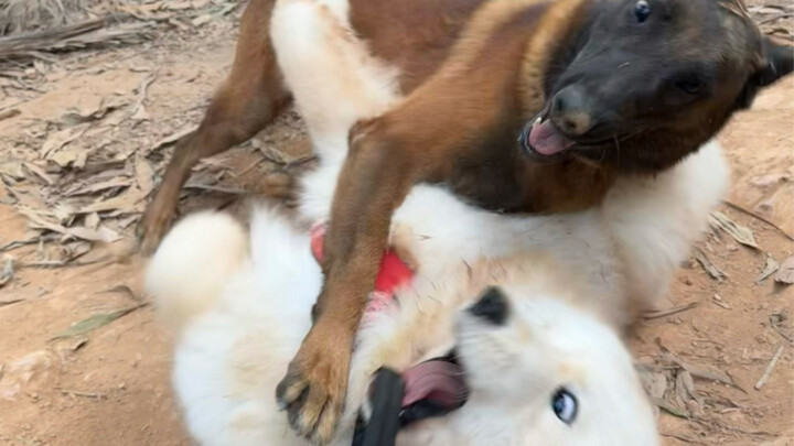 白白净净出门，灰头土脸回家😤