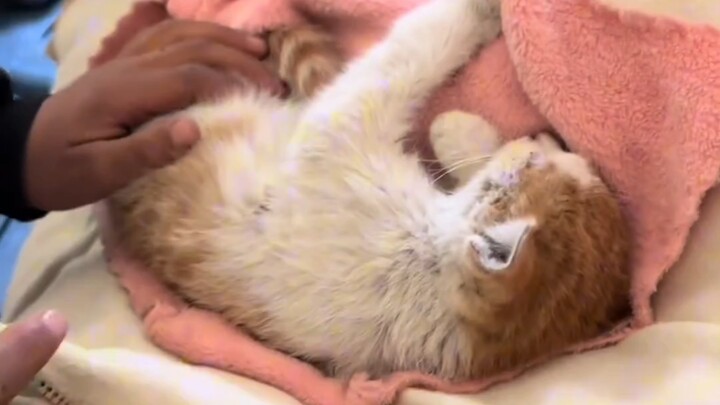 إنه قط صغير سيء الحظ، لكنه أيضًا قط صغير محظوظ!