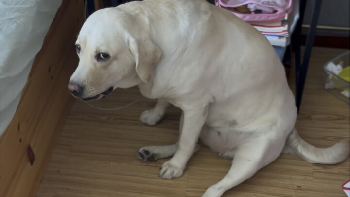 表情变化ของน้องหมาหลังจากถังขยะคว่ำ