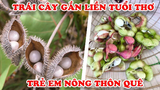 10 Loại Trái Cây Gắn Liền Tuổi Thơ Trẻ em Nông Thôn Việt Nam