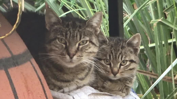 Mèo con nhỏ bắt chước mèo mẹ