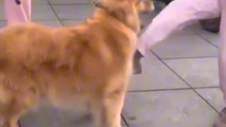 Golden Retriever: I’m definitely gonna be with you again in my next life! #GoldenRetriever #Funny