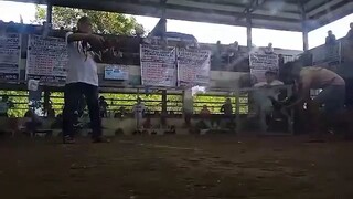 Melsims black Firebird GF Line