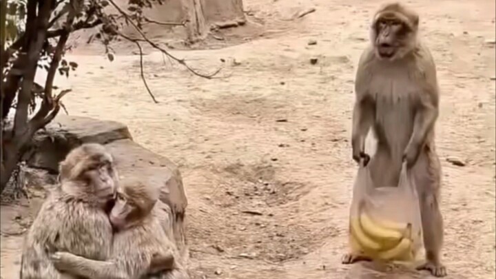 When Mr.Monkey broke heart.