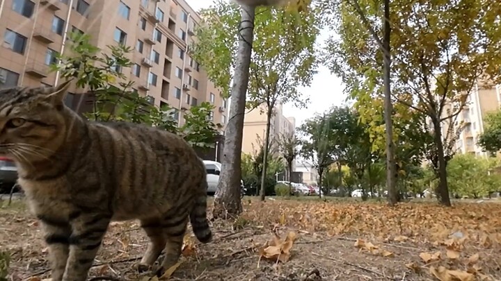 Seberapa hebatkah anak kucing dalam berkelahi? Master Meow, yang menderita kerugian rahasia, juga me