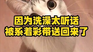 这种猫就是被人亲的命运