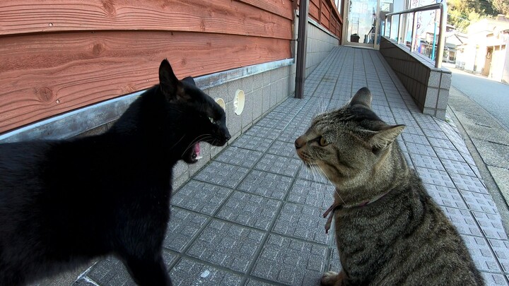 Kucing Hitam dan Kucing Macan Bertengkar di Depan Toko