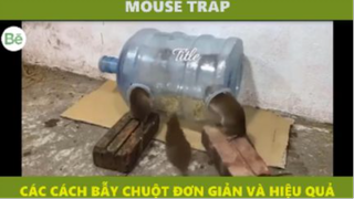 be6 - bẫy chuột đơn giản hiệu quả P6