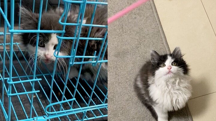 Pergi makan siang dan menemukan kucing kecil yang sangat menggemaskan