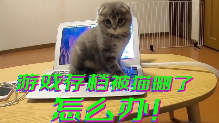 What do you do when your cat deletes ALL your game save files? What’s YOUR choice? Here’s what this 