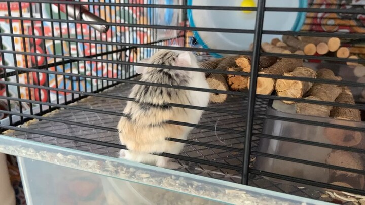 Hamster at home