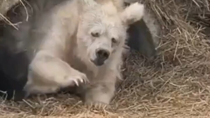 Chú gấu vừa trải qua 5 tháng ngủ đông trông thật luộm thuộm.